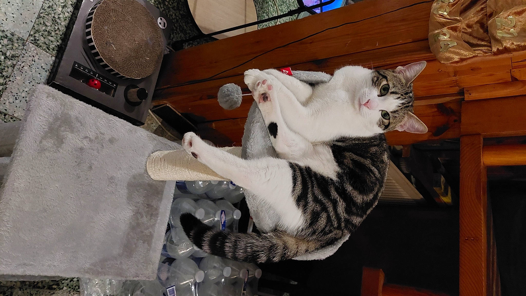 Daysy participe au concours pour gagner de l'argent avec cette photo : carnivore, cat, comfort, domestic_short_haired_cat, felidae, fur, paw, small_to_medium_sized_cats, tail, vehicle, vehicle_door, vertebrate, whiskers, wood