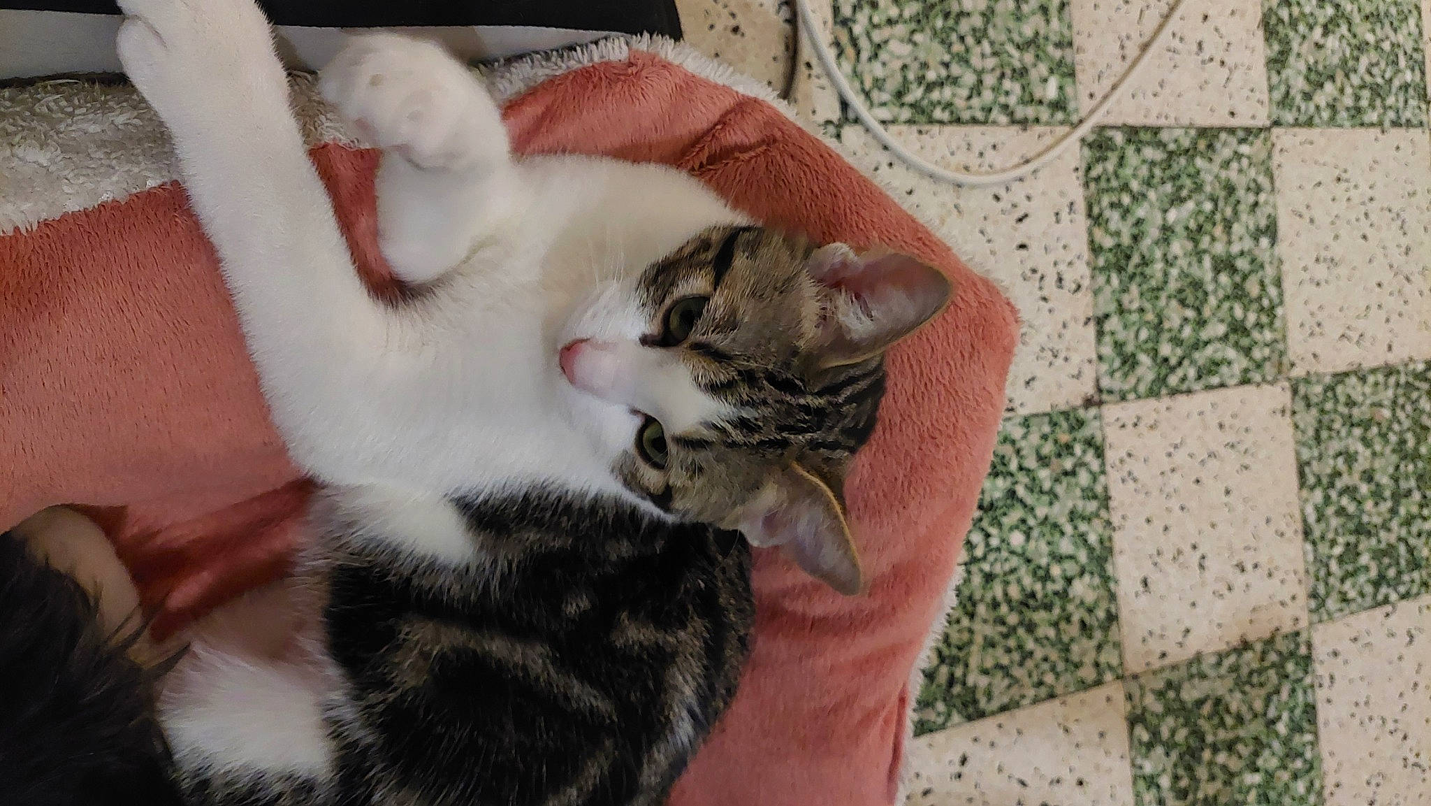 Daysy a rejoint le concours — aidez-le/la à gagner de superbes lots ! carnivore, cat, claw, comfort, domestic_short_haired_cat, fawn, felidae, flooring, fur, nail, nap, pattern, paw, small_to_medium_sized_cats, tail, tile_flooring, whiskers