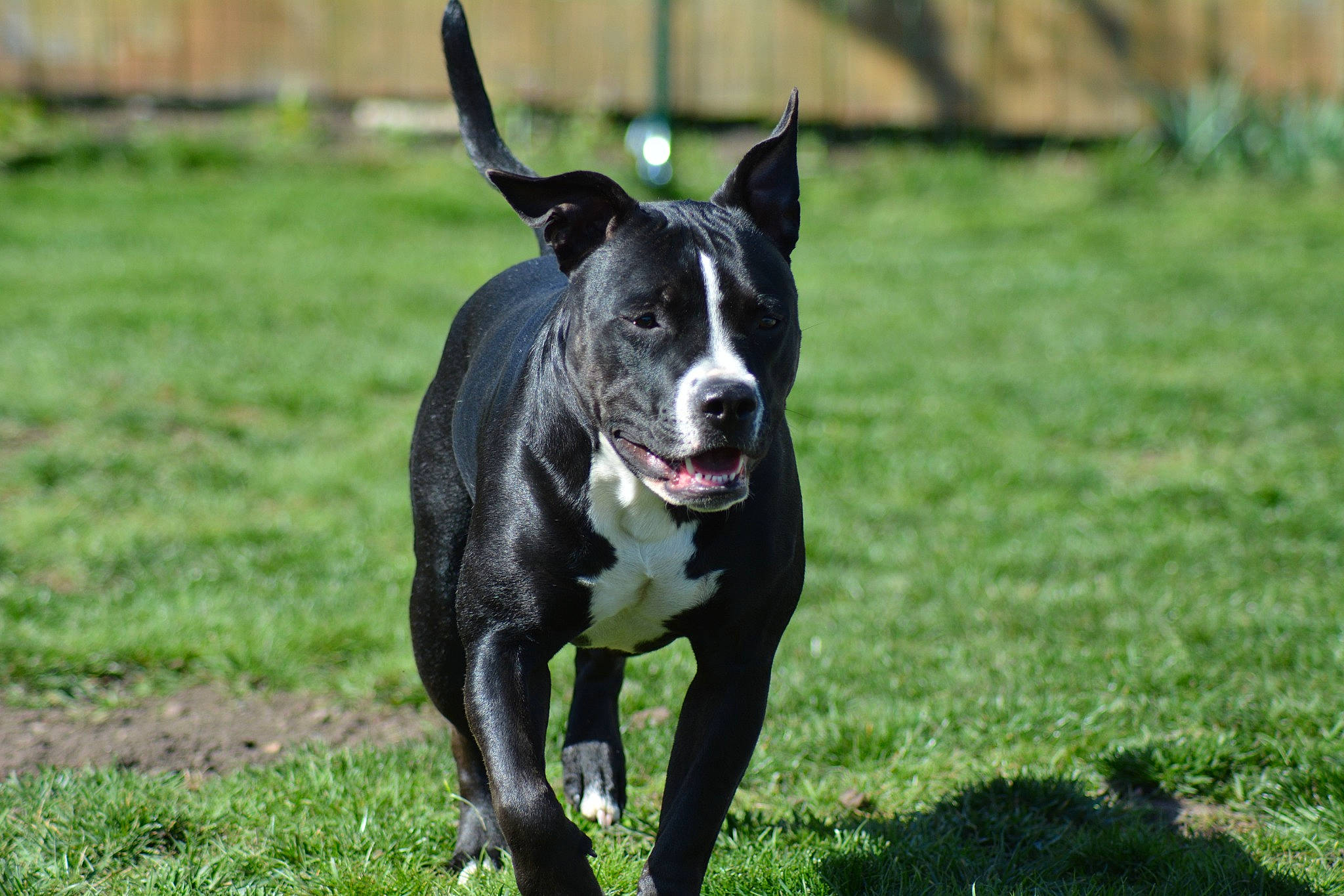 Nova is registered to the contest to win money with this photo: animal_sports, borador, canidae, carnivore, collar, companion_dog, dog, dog_breed, dog_collar, dog_sports, dog_supply, grass, guard_dog, leash, recreation, sporting_group, sports, tail, working_animal, working_dog