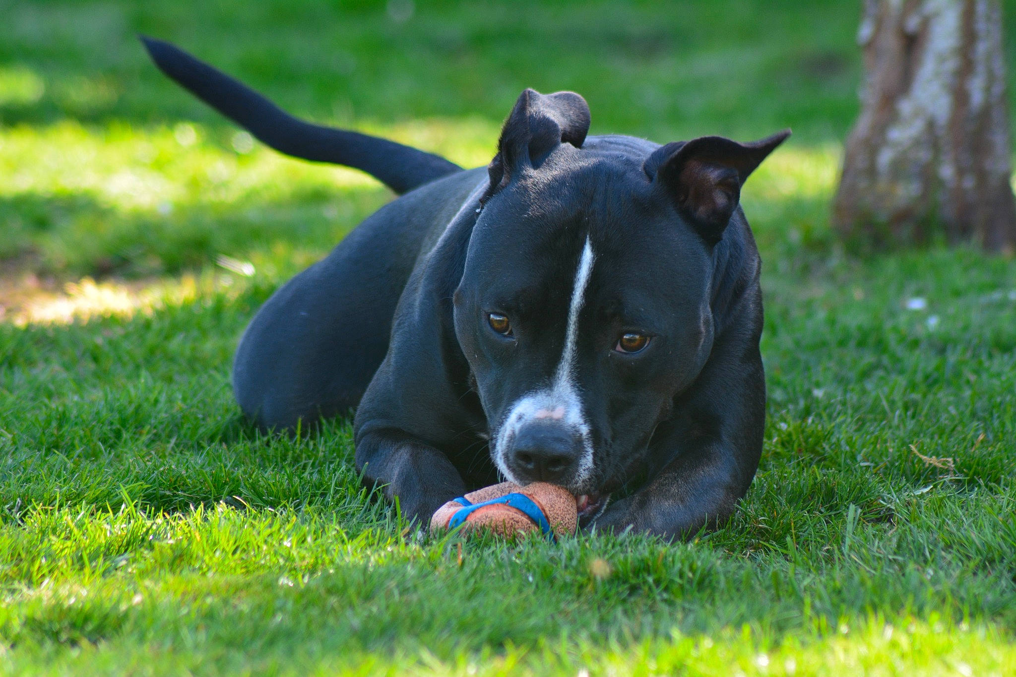 Nova joined the competition — help win amazing prizes! ball, canidae, carnivore, companion_dog, dog, dog_breed, dog_sports, football, grass, groundcover, lawn, snout, soccer_ball, sporting_group, sports_equipment, sports_toy, tail, toy, whiskers, working_animal