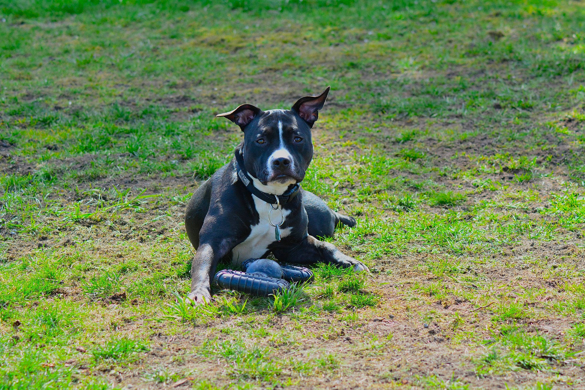 Nova is registered to the contest to win money with this photo: adventure, canidae, carnivore, companion_dog, dog, dog_breed, dog_sports, grass, grassland, herding_dog, hunting_dog, non_sporting_group, pasture, plant, sporting_group, tail, working_animal, working_dog