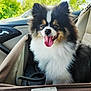 dog, happy, tongue_out, fluffy, pet_carrier, car_interior, seat, window, greenery, daylight, canine, animal, smiling, furry, leash, closeup, transport, travel, cute, domestic_pet