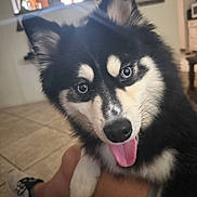 Roman Luca is registered to the contest to win money with this photo: animal, black_and_white, blue_eyes, close_up, cute, dog, fluffy, fur, furniture, home, indoor, legs, living_room, person, pet, puppy, smiling, sneakers, tile_floor, tongue_out
