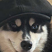 Roman joined the competition — help win amazing prizes! black_and_white, blue_eye, cap, close_up, dog, eyes, face, fur, happy, indoor, muzzle, nose, open_mouth, pet, playful, portrait, smiling, tongue, wearing_hat, whiskers