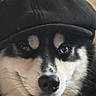 black_and_white, blue_eye, cap, close_up, dog, eyes, face, fur, happy, indoor, muzzle, nose, open_mouth, pet, playful, portrait, smiling, tongue, wearing_hat, whiskers