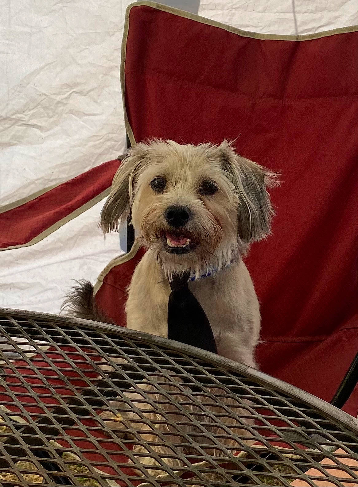 Finny joined the competition — help win amazing prizes! canidae, carnivore, comfort, companion_dog, dog, dog_breed, dog_supply, fawn, fur, liver, pet_supply, sitting, small_terrier, snout, sporting_group, terrier, toy_dog, working_animal, working_terrier