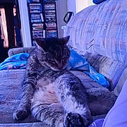 Sabation joined the competition — help win amazing prizes! animal, blanket, cat, comfort, couch, cozy, dvd, fur, furniture, home, indoor, living_room, paw, pet, plush_toy, relaxing, resting, shelf, sitting, tabby