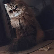 Poupinette participe au concours pour gagner de l'argent avec cette photo : cat, fluffy, indoor, ledg, curious, wide_eyes, feline, pet, animal, domestic, cute, whiskers, tail, fur, shadow, dim_light, looking_away, sitting, portrait, cozy