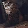 cat, fluffy, indoor, ledg, curious, wide_eyes, feline, pet, animal, domestic, cute, whiskers, tail, fur, shadow, dim_light, looking_away, sitting, portrait, cozy