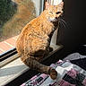 Ariel is registered to the contest to win money with this photo: animal, blanket, cat, cozy, daylight, domestic_cat, feline, fur, indoor, orange_tabby, patchwork, pet, quiet, reflection, resting, shadow, sunlight, whiskers, window, windowsill