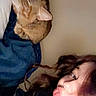 Ariel is registered to the contest to win money with this photo: animal, bedroom, blanket, blue, cat, closeup, cozy, cute, face, fur, hair, head, indoor, person, pet, relaxed, resting, sleeping, tabby, wall
