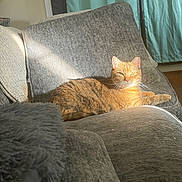 Ariel joined the competition — help win amazing prizes! cat, comfort, couch, cozy, curtains, daylight, domestic_cat, fur, furniture, gray, home, indoor, living_room, orange_tabby, pet, relaxing, resting, sunbeam, sunlight, whiskers