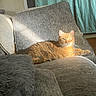 cat, comfort, couch, cozy, curtains, daylight, domestic_cat, fur, furniture, gray, home, indoor, living_room, orange_tabby, pet, relaxing, resting, sunbeam, sunlight, whiskers