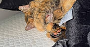 Ariel is registered to the contest to win money with this photo: animal, bedroom, blanket, cat, closeup, cozy, cute, feather, fur, indoor, mattress, paw, pet, pillow, relaxed, resting, sleeping, soft, tabby, toy