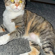 Wendy is registered to the contest to win money with this photo: abyssinian, angora, animal, cat, couch, egyptiancat, furniture, kitten, manx, person, pet, sleeping