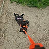 Arrow a rejoint le concours — aidez-le/la à gagner de superbes lots ! animal, black_dog, canine, daytime, dog, fun, grass, gravel_path, ground, happy, leash, nature, orange_harness, outdoor, pet, pet_walk, playful, rolling, summer, walk