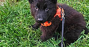 Arrow participe au concours pour gagner de l'argent avec cette photo : adorable, animal, black_dog, companion, curious, cute, dog, fur, grass, greenery, harness, leash, nature, outdoor, pet, playful, puppy, sitting, small_dog, young_dog