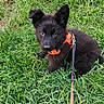 adorable, animal, black_dog, companion, curious, cute, dog, fur, grass, greenery, harness, leash, nature, outdoor, pet, playful, puppy, sitting, small_dog, young_dog