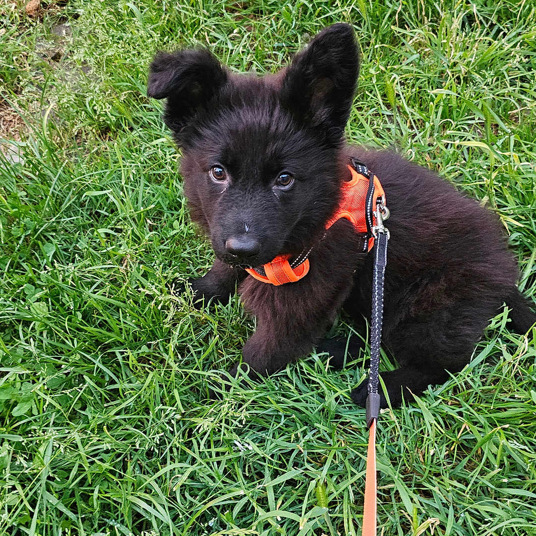 Arrow participe au concours pour gagner de l'argent avec cette photo : adorable, animal, black_dog, companion, curious, cute, dog, fur, grass, greenery, harness, leash, nature, outdoor, pet, playful, puppy, sitting, small_dog, young_dog