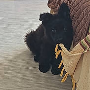 Arrow a rejoint le concours — aidez-le/la à gagner de superbes lots ! animal, black_dog, blanket, companion, cozy, curious, cute, dog, floor, fur, home, indoor, nibble, pet, puppy, quilt, resting, small, tassel, young