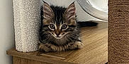 Moon participe au concours pour gagner de l'argent avec cette photo : kitten, cat, tabby, fur, whiskers, ears, wood, cat_tree, scratching_post, indoor, pet, animal, cute, small, furniture, relaxed, curious, looking, sitting, cozy