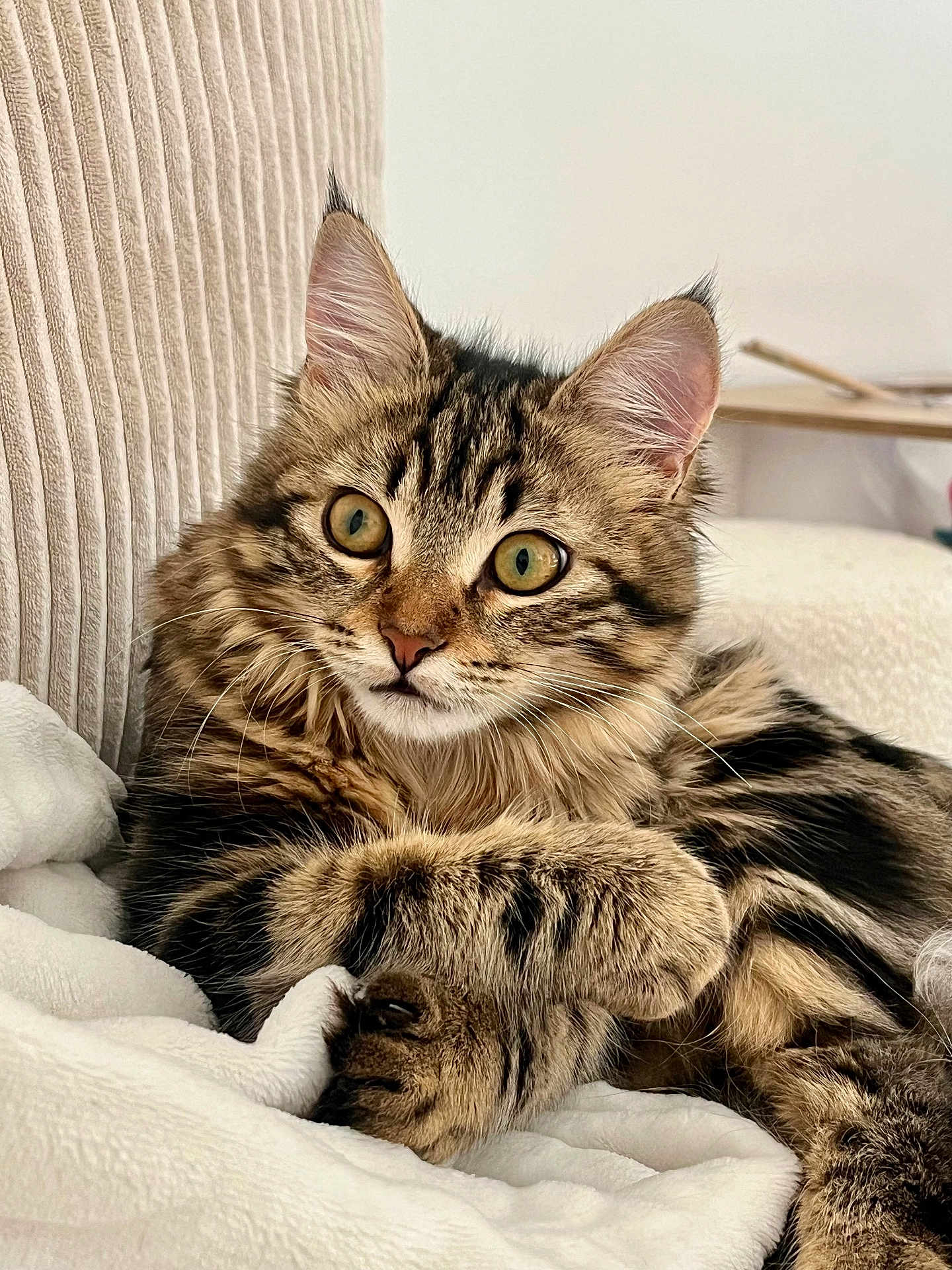 Moon participe au concours pour gagner de l'argent avec cette photo : cat, tabby, fluffy, pet, animal, feline, close_up, indoor, cozy, blanket, fur, whiskers, ears, paws, relaxed, cute, resting, curious, soft, home