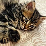 kitten, cat, tabby, fluffy, fur, paw, whiskers, closeup, pet, cute, animal, laying, resting, indoor, fabric, pattern, beige, soft, young, curious