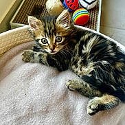 Moon a rejoint le concours — aidez-le/la à gagner de superbes lots ! kitten, tabby, cat, pet, animal, fur, bed, soft, toy, indoor, cute, curious, whiskers, paws, relaxed, young, striped, feline, playful, cozy