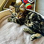 kitten, tabby, cat, pet, animal, fur, bed, soft, toy, indoor, cute, curious, whiskers, paws, relaxed, young, striped, feline, playful, cozy