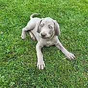 Bolt participe au concours pour gagner de l'argent avec cette photo : puppy, dog, weimaraner, grass, outdoor, lawn, lying_down, blue_eyes, gray_coat, pet, animal, puppydog, canine, playful, cute, portrait, nature, garden, greenery, collar