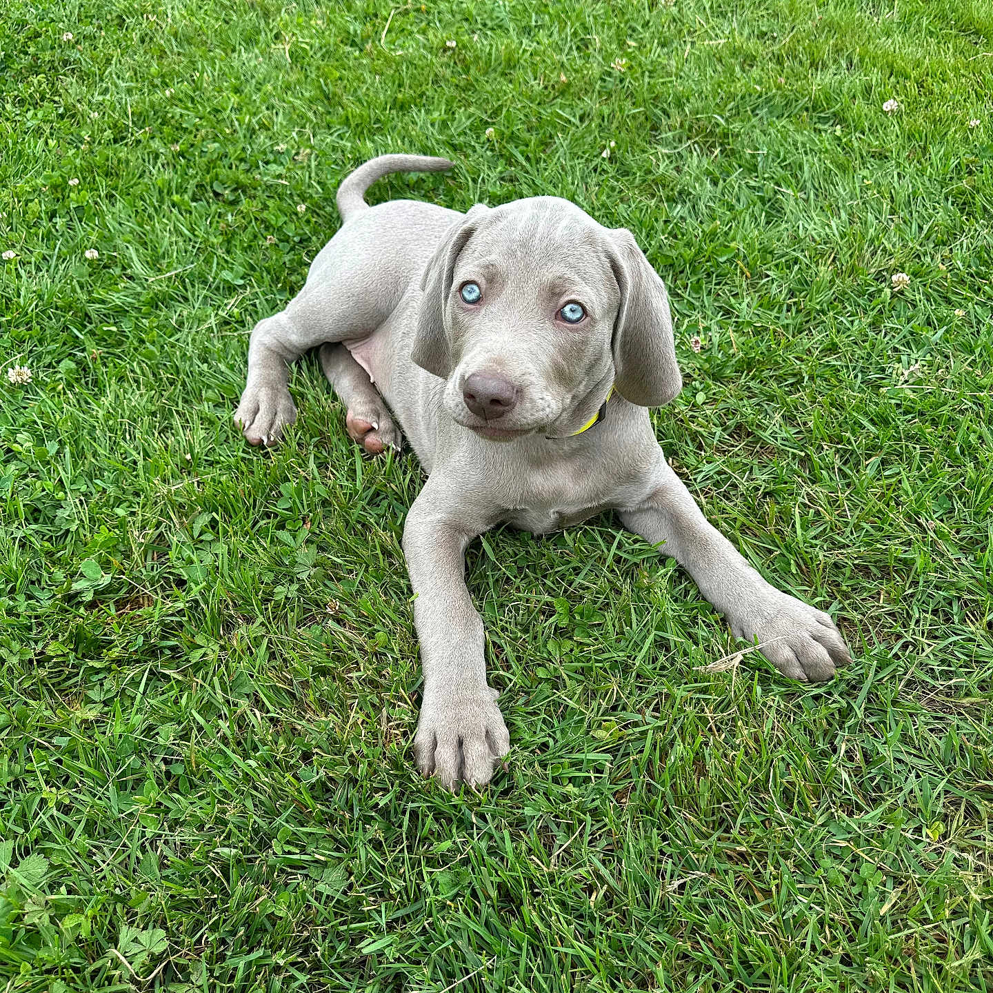 Bolt