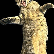 Little Dude joined the competition — help win amazing prizes! cat, tabby_cat, yawning, standing, fur, whiskers, paws, mouth_open, animal, pet, feline, closeup, cute, playful, isolated, black_background, portrait, striped, domestic_cat, expression