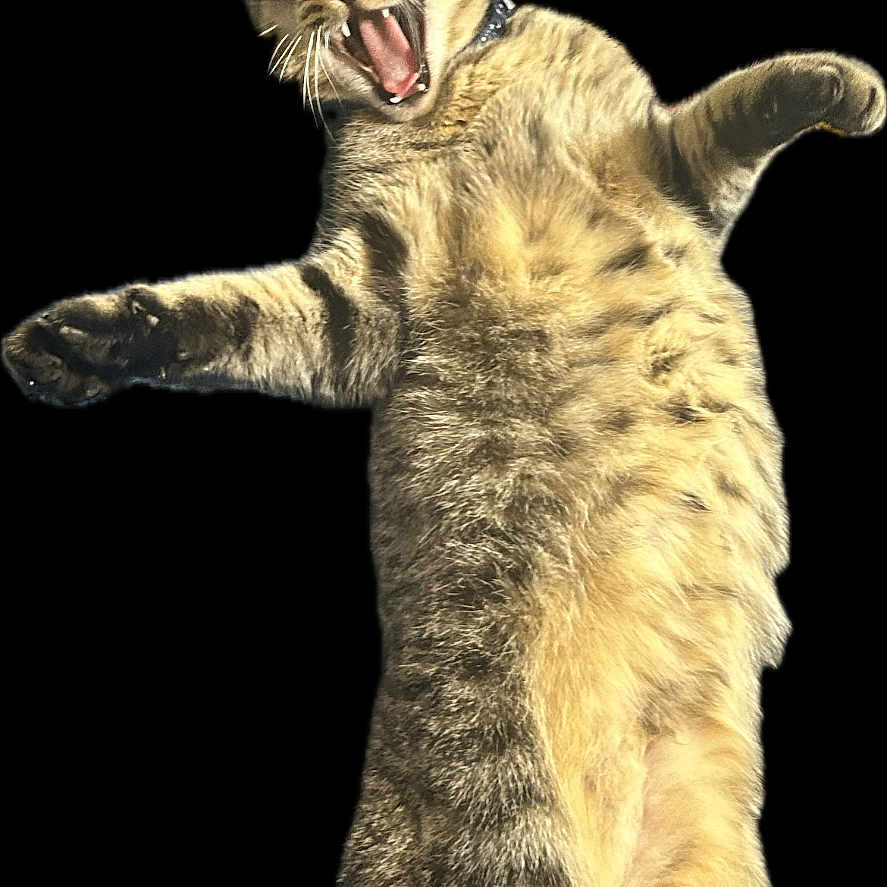 Little Dude joined the competition — help win amazing prizes! animal, black_background, cat, closeup, cute, domestic_cat, expression, feline, fur, isolated, mouth_open, paws, pet, playful, portrait, standing, striped, tabby_cat, whiskers, yawning