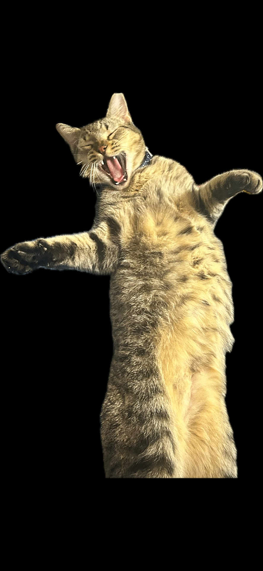 Little Dude joined the competition — help win amazing prizes! cat, tabby_cat, yawning, standing, fur, whiskers, paws, mouth_open, animal, pet, feline, closeup, cute, playful, isolated, black_background, portrait, striped, domestic_cat, expression