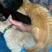 Crème is registered to the contest to win money with this photo: kitten, cat, pet, animal, feline, collar, hand, lap, indoor, fur, orange_cat, striped, cute, domestic_cat, young_animal, person, clothing, blue_pants, closeup, comfort