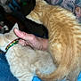 kitten, cat, pet, animal, feline, collar, hand, lap, indoor, fur, orange_cat, striped, cute, domestic_cat, young_animal, person, clothing, blue_pants, closeup, comfort