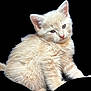 kitten, cat, cream_colored, fluffy, fur, pet, animal, cute, young, sitting, portrait, whiskers, ears, feline, domestic_animal, mammal, small, soft, face, adorable