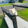 cat, outdoor, wooden_railing, collar, bell, grass, daylight, pet, animal, feline, curious, perched, nature, background_blur, side_view, focus, sunlight, quiet, peaceful, whiskers