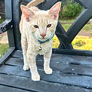 Crème is registered to the contest to win money with this photo: cat, tabby, outdoor, bench, collar, bell, animal, pet, feline, whiskers, ears, tail, grass, garden, black_bench, daylight, curious, standing, closeup, nature