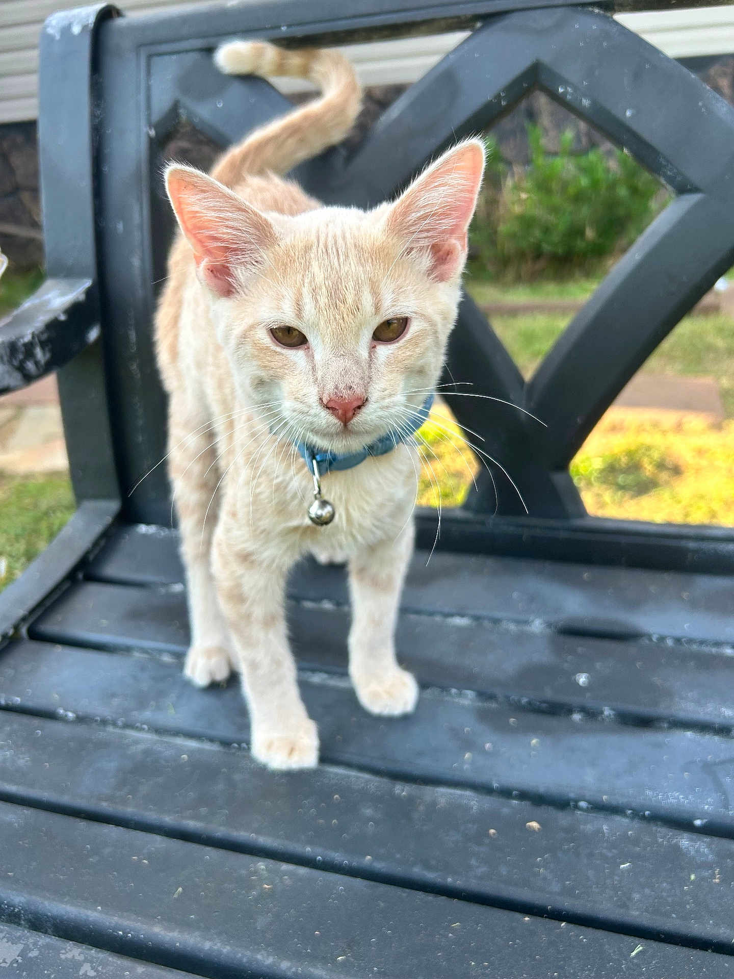 Crème is registered to the contest to win money with this photo: cat, tabby, outdoor, bench, collar, bell, animal, pet, feline, whiskers, ears, tail, grass, garden, black_bench, daylight, curious, standing, closeup, nature
