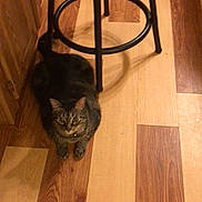 Simba joined the competition — help win amazing prizes! cat, tabby_cat, collar, floor, wooden_floor, stool, black_stool, indoor, pet, animal, feline, looking, sitting, curious, brown, orange, quiet, home, furniture, calm