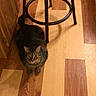 animal, black_stool, brown, calm, cat, collar, curious, feline, floor, furniture, home, indoor, looking, orange, pet, quiet, sitting, stool, tabby_cat, wooden_floor
