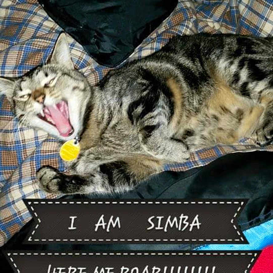 Simba joined the competition — help win amazing prizes! cat, tabby, yawning, plaid_blanket, indoor, pet, animal, resting, feline, black_bag, fabric, cozy, cute, domestic_cat, sleepy, close_up, fur, relaxed, home, playful_text