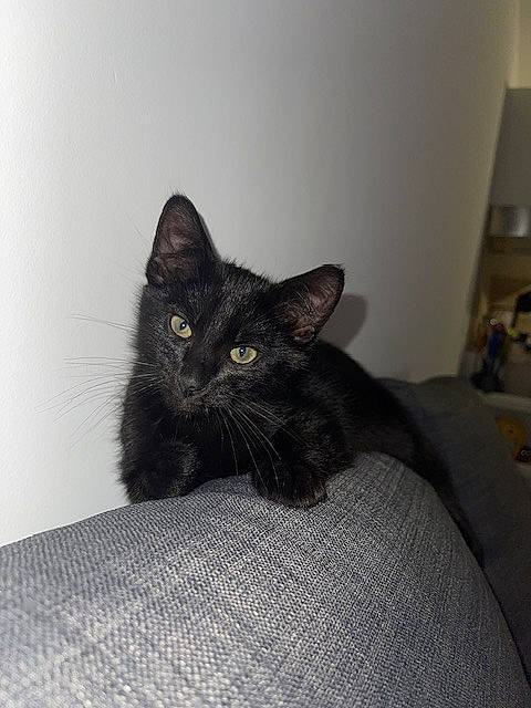 Rio a rejoint le concours — aidez-le/la à gagner de superbes lots ! black_cat, bombay, carnivore, cat, cat_supply, comfort, domestic_short_haired_cat, felidae, flooring, fur, grey, hardwood, linens, room, small_to_medium_sized_cats, snout, tail, terrestrial_animal, whiskers, wood