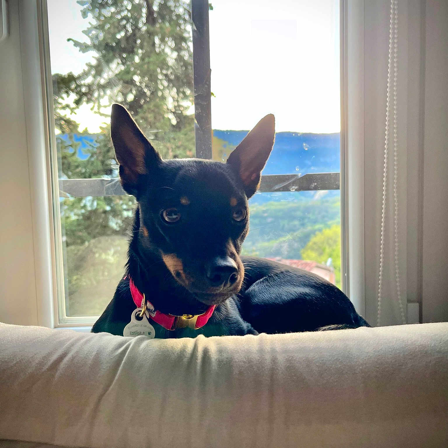 Nala