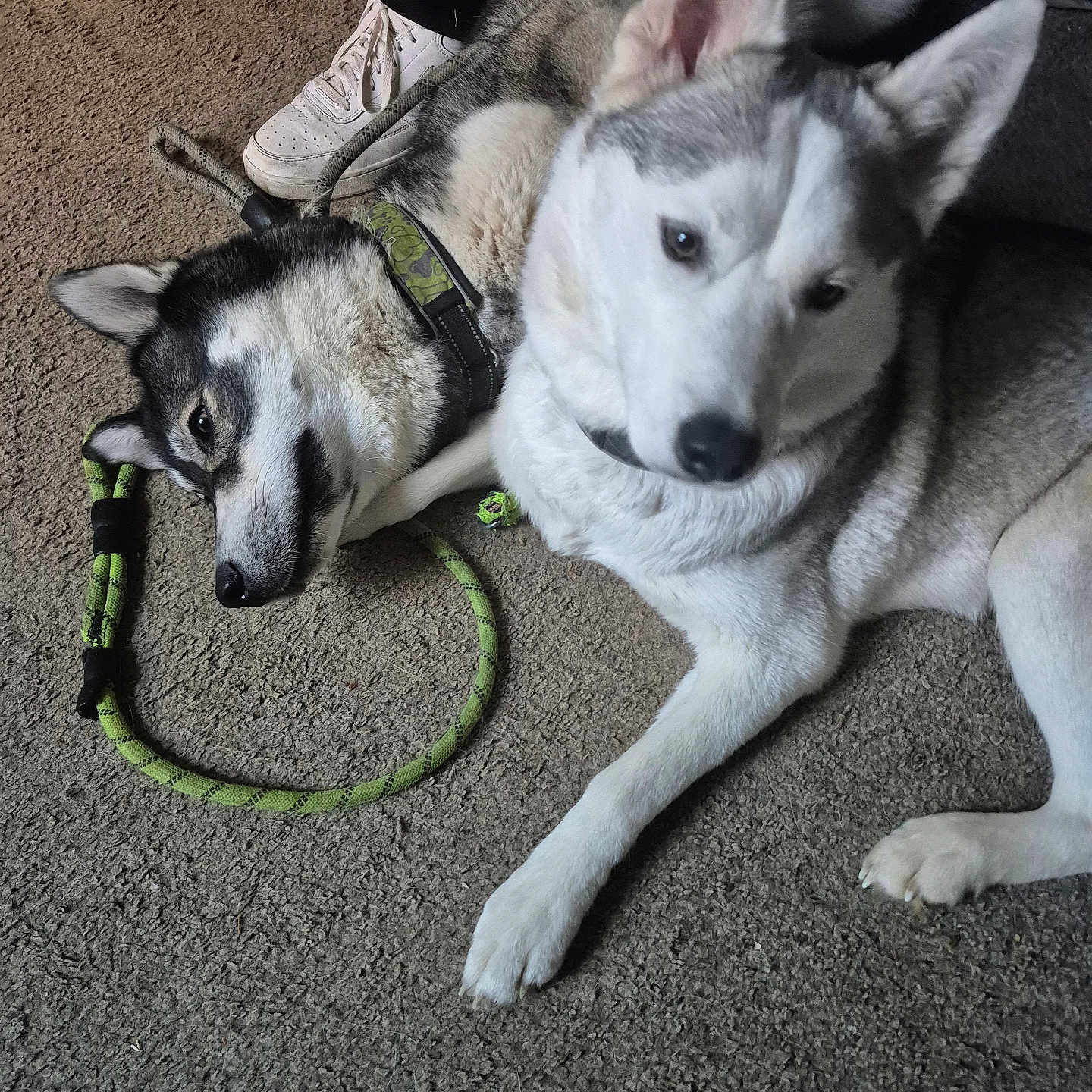 Mira And Vladimir is registered to the contest to win money with this photo: dog, husky, pet, indoor, carpet, leash, white_sneakers, black_pants, resting, lying_down, sitting, fur, ears, nose, paw, animal, domestic, cute, companion, relaxed