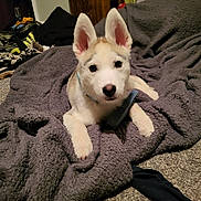 Mira And Vladimir joined the competition — help win amazing prizes! puppy, dog, husky, blanket, indoor, carpet, ears, pet, animal, cute, young, fur, paws, collar, relaxed, living_room, toy, domestic_animal, curious, cozy