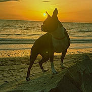 Mylee is registered to the contest to win money with this photo: dog, silhouette, sunset, beach, ocean, rock, water, sky, nature, outdoor, sun, clouds, animal, pet, sunlight, landscape, evening, coast, scenic, peaceful