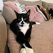 Chaussette participe au concours pour gagner de l'argent avec cette photo : cat, black_and_white, couch, pillow, pink_pillow, crossed_paws, relaxed, indoor, pet, feline, cozy, living_room, fluffy, patterned_pillow, resting, cute, animal, domestic_cat, soft_texture, two_cats