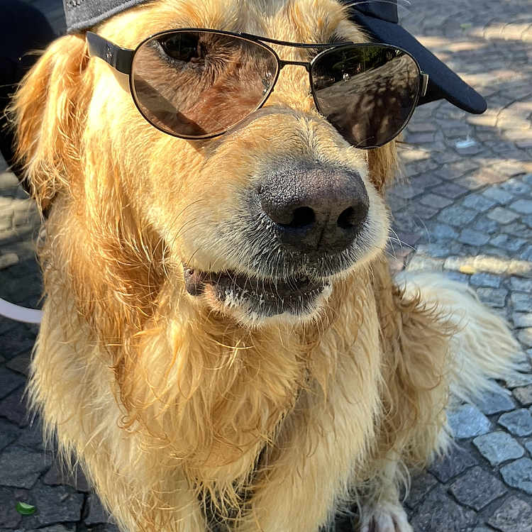 Thélios participe au concours pour gagner de l'argent avec cette photo : accessory, animal, canine, casual, cobblestone, cool, dog, fur, golden_retriever, hat, muzzle, outdoor, park, paw, pet, portrait, sitting, summer, sunglasses, sunlight